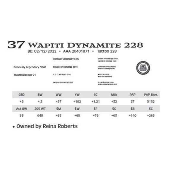 Lot 37 - Wapiti Dynamite 228