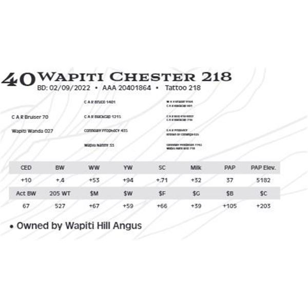Lot 40 - Wapiti Chester 218