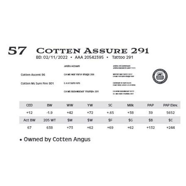 Cotten Assure 291