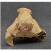 Image 6 : WOODEN CARVED OWL