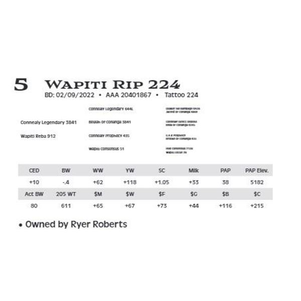 Lot 5 - Wapiti Rip 224