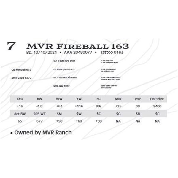 Lot 7 - MVR Fireball 163