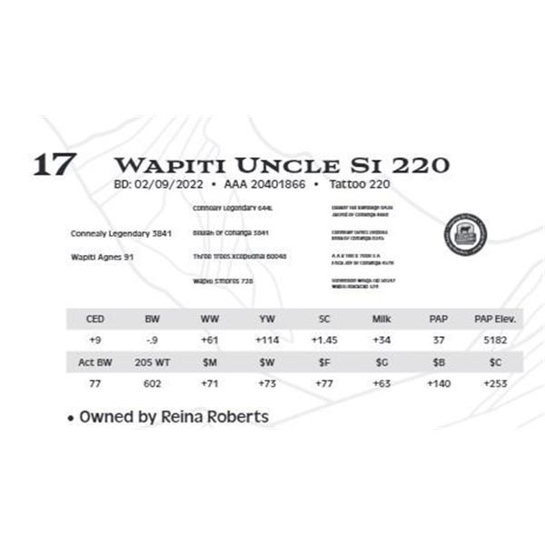 Lot 17 - Wapiti Uncle Si 220