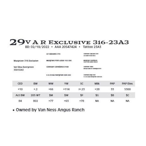 Lot 29 - V A R Exclusive 316-23A3