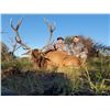 Image 8 : 5 - ARGENTINA RED STAG HUNT FOR 1 HUNTER