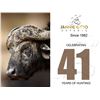 Image 1 : 6 - CAPE BUFFALO SAFARI FOR 1 HUNTER