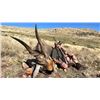 Image 3 : 6 - CAPE BUFFALO SAFARI FOR 1 HUNTER