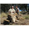 Image 4 : 8 - ARGENTINA BIG GAME SAFARI FOR 2 HUNTERS
