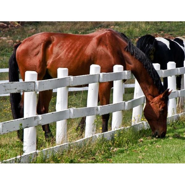 HOLD YOUR HORSES & LET'S READ THE FINE PRINT.