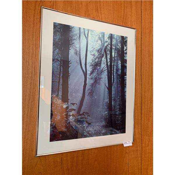 Framed Print of Forest Scenery
