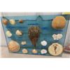 Image 2 : Sea Shells - some Labelled, Sea Shell Ship, Alligator Ashtray