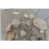 Image 2 : Life Time Collection of Sea Shells + Corral 