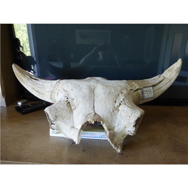 Skull, 32" wide, Most likely a bison/buffalo, possibly pre historic