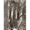 Image 10 : West Steel Smooth Wall Hopper Bottom Bin- 16' Diameter Approx 20' High + Hoppers - Purchaser is sole