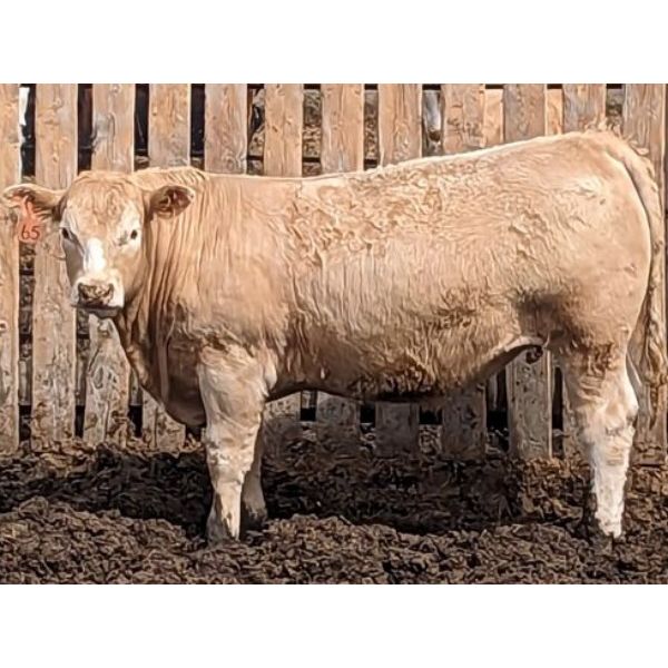 Spring Lakes Farms - 985# Steers - 150 Head (Stettler, AB)