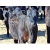 Image 10 : Van Hal Livestock Inc. - 725# Heifers - 88 Head (Seven Persons, AB)