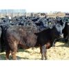 Image 3 : Van Hal Livestock Inc. - 700# Heifers - 90 Head (Seven Persons, AB)