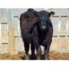 Image 7 : Van Hal Livestock Inc. - 700# Heifers - 90 Head (Seven Persons, AB)