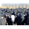 Image 4 : Van Hal Livestock Inc. - 670# Heifers - 95 Head (Seven Persons, AB)