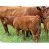 Image 1 : Brady Ranches/Alex Piquette - 700# Steer Calves - 58 Head (Heffley Creek, BC)