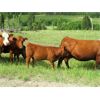 Image 2 : Brady Ranches/Alex Piquette - 700# Steer Calves - 58 Head (Heffley Creek, BC)