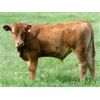 Image 3 : Brady Ranches/Alex Piquette - 700# Steer Calves - 58 Head (Heffley Creek, BC)