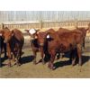 Image 1 : X Bar X Cattle Co. Ltd. - 905# Heifers - 69 Head (Lomond, AB)