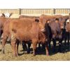Image 2 : X Bar X Cattle Co. Ltd. - 905# Heifers - 69 Head (Lomond, AB)