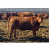 Image 3 : X Bar X Cattle Co. Ltd. - 905# Heifers - 69 Head (Lomond, AB)