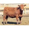 Image 7 : X Bar X Cattle Co. Ltd. - 905# Heifers - 69 Head (Lomond, AB)