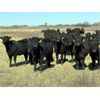 Image 1 : VR Livestock - 600# Heifers - 81 (Tessier, SK)
