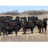 Image 2 : VR Livestock - 600# Heifers - 81 (Tessier, SK)
