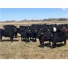 Image 3 : VR Livestock - 600# Heifers - 81 (Tessier, SK)