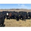 Image 4 : VR Livestock - 600# Heifers - 81 (Tessier, SK)