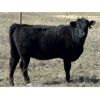 Image 5 : VR Livestock - 600# Heifers - 81 (Tessier, SK)