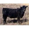 Image 6 : VR Livestock - 600# Heifers - 81 (Tessier, SK)