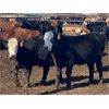 Image 5 : Midpoint Farms - 820# Steers - 77 Head (Drayton Valley, AB)