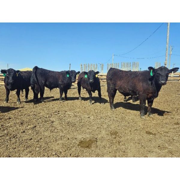 Creekstone Farms - 1050# Steers - 47 Head (Strathmore, AB)