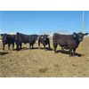 Image 1 : Creekstone Farms - 1050# Steers - 47 Head (Strathmore, AB)