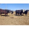 Image 2 : Creekstone Farms - 1050# Steers - 47 Head (Strathmore, AB)