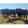 Image 3 : Creekstone Farms - 1050# Steers - 47 Head (Strathmore, AB)