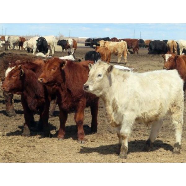 20/20 Ranching Ltd. - 940# Steers - 167 Head (Midale, SK)