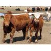 Image 2 : 20/20 Ranching Ltd. - 940# Steers - 167 Head (Midale, SK)