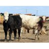 Image 3 : 20/20 Ranching Ltd. - 940# Steers - 167 Head (Midale, SK)