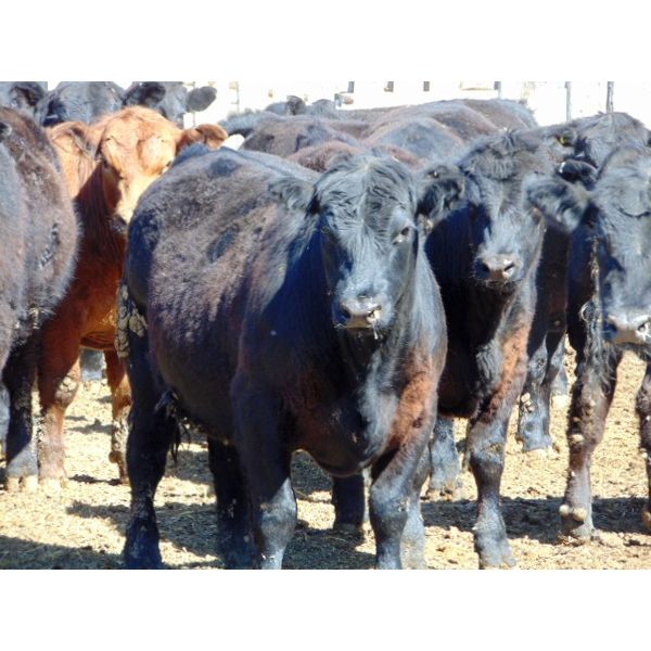 Richard Rosen - 1000# Steers - 64 Head (Rainier, AB)