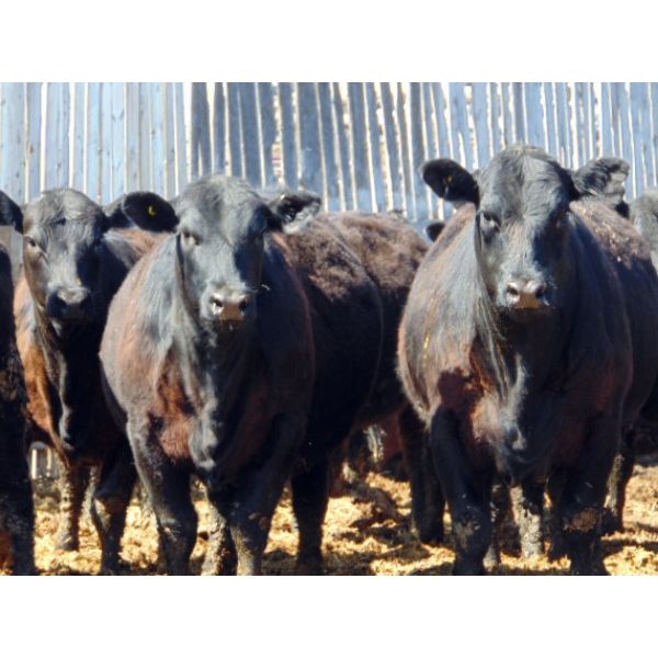 Richard Rosen - 950# Heifers - 60 Head (Rainier, AB)