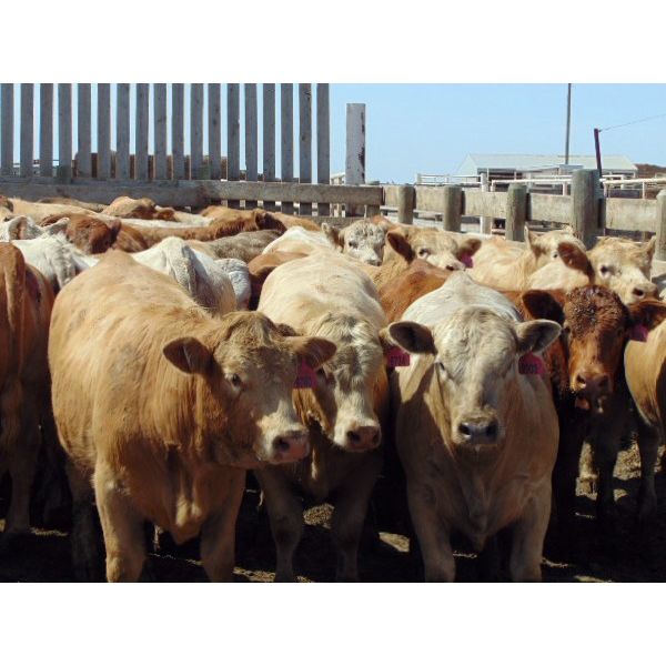 Coro View Farms - 940# Heifers - 58 Head (Scandia, AB)