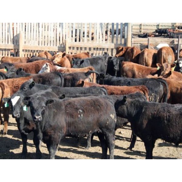 B&B Feeders - 775# Steers - 120 Head (Coaldale, AB)