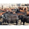 Image 1 : B&B Feeders - 775# Steers - 120 Head (Coaldale, AB)