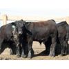Image 3 : B&B Feeders - 775# Steers - 120 Head (Coaldale, AB)
